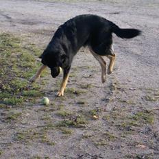 Blanding af racer Rollo