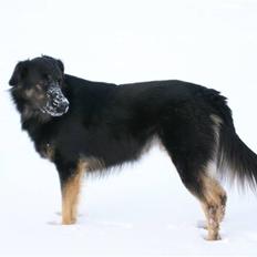 Blanding af racer Rollo