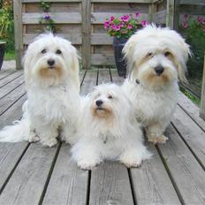 Coton de tulear luna 