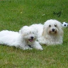 Coton de tulear luna 