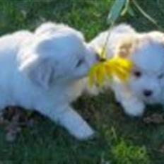 Coton de tulear luna 