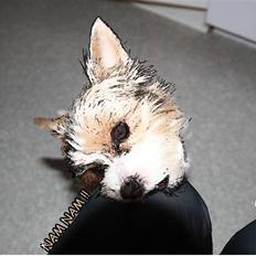Biewer yorkshire terrier Lulu