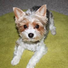Biewer yorkshire terrier Lulu