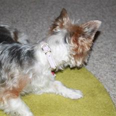 Biewer yorkshire terrier Lulu