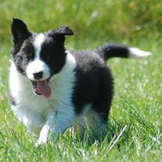 Border collie Bodha