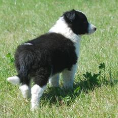 Border collie Bodha