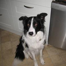 Border collie Bodha