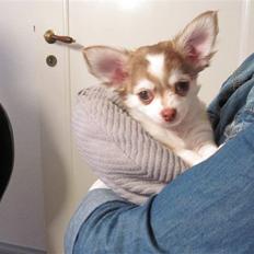 Chihuahua Romeo