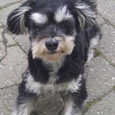 Bichon havanais Terkel