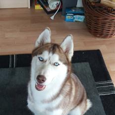 Siberian husky Micha