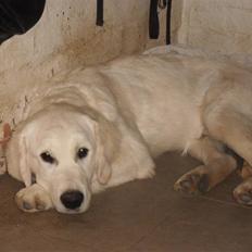 Golden retriever Golden Oggy Jello