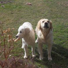 Golden retriever Golden Oggy Jello