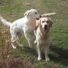 Golden retriever Golden Oggy Jello