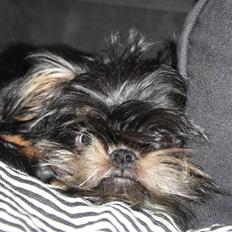 Griffon bruxellois Lauris