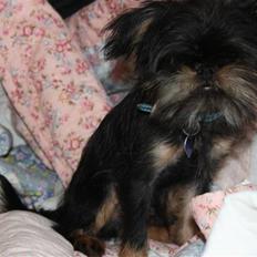 Griffon bruxellois Lauris