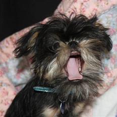 Griffon bruxellois Lauris