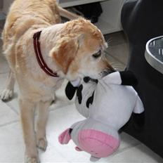 Golden retriever Sara