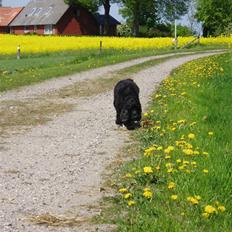 Cocker spaniel Buller