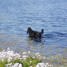 Cocker spaniel Buller