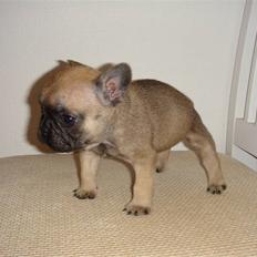 Fransk bulldog Thorndahl Dogs Amour Pour