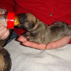 Fransk bulldog Thorndahl Dogs Amour Pour