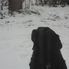 Labrador retriever Bamse 