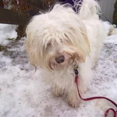 Coton de tulear karla