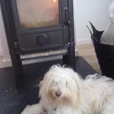 Coton de tulear karla