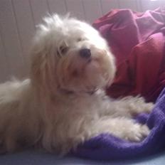 Coton de tulear karla