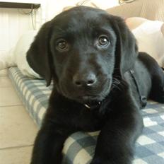 Labrador retriever Basse