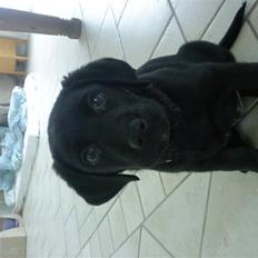 Labrador retriever Basse