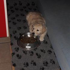 Golden retriever Woodstar Beeca