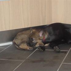 Schæferhund allibinas fancy