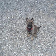 Schæferhund allibinas fancy