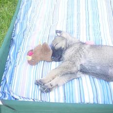 Schæferhund allibinas fancy