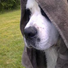 Blanding af racer Odin (Himmelhund)