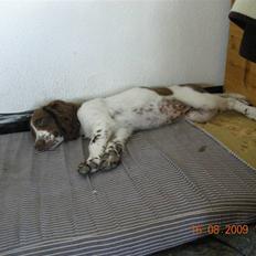 Field Trial spaniel Bine