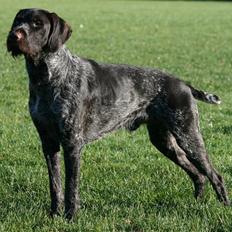 Ruhåret hønsehund Lille Skovbo´s AD Hunter