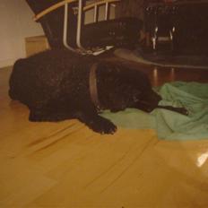 Curly coated retriever Tavi (RIP)