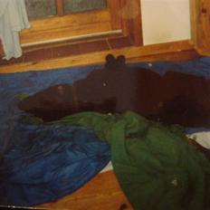 Curly coated retriever Tavi (RIP)