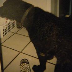 Curly coated retriever Tavi (RIP)