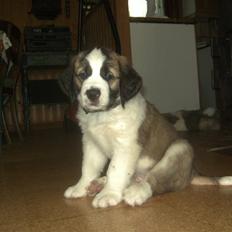 Sankt bernhardshund Logan