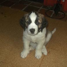 Sankt bernhardshund Logan