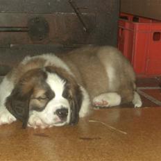 Sankt bernhardshund Logan