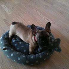 Fransk bulldog Nelly