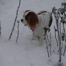 Cavalier king charles spaniel Cavanuggis Ally