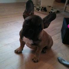 Fransk bulldog Nelly