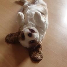 Cavalier king charles spaniel Cavanuggis Ally