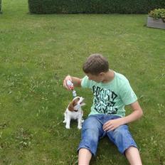 Cavalier king charles spaniel Cavanuggis Ally