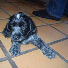 Cocker spaniel Lovely Cocker Vanja